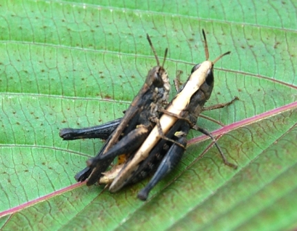 26-insectfriendship.JPG