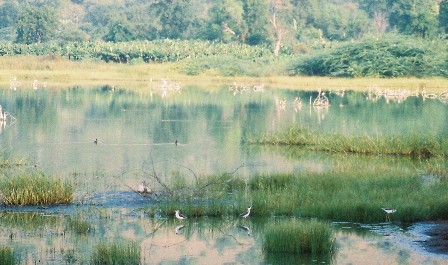crater birds
