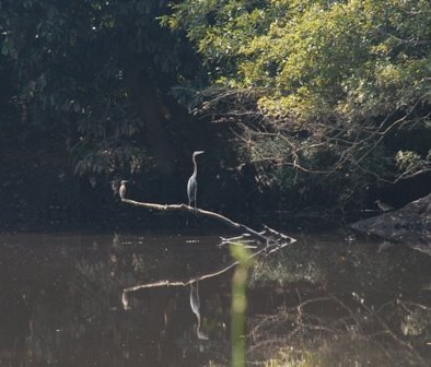 Crocodile1