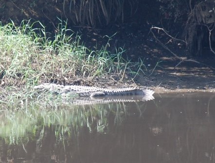 Crocodile2