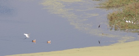 nandur2 nandur2