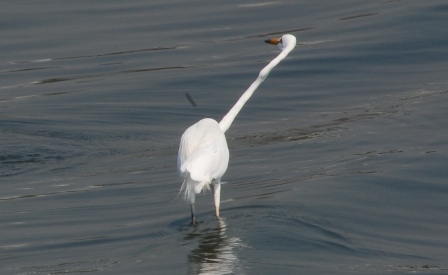 dsc_0135 dsc_0135