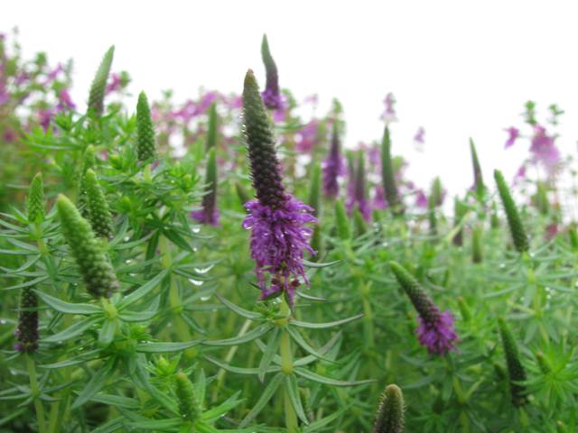 Manjiri or Pogostemon Deccanensis