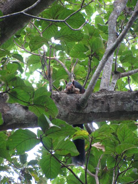 IMG_1721 Giant Malabar Squirrel