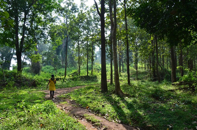 The ‘Hartal’ Hike in Wayanad