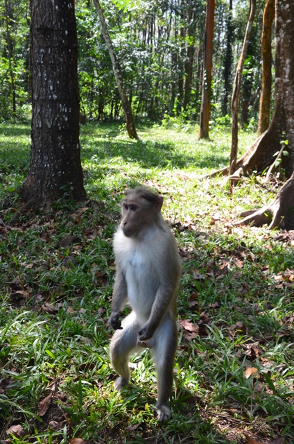 Pulpally Forest Range